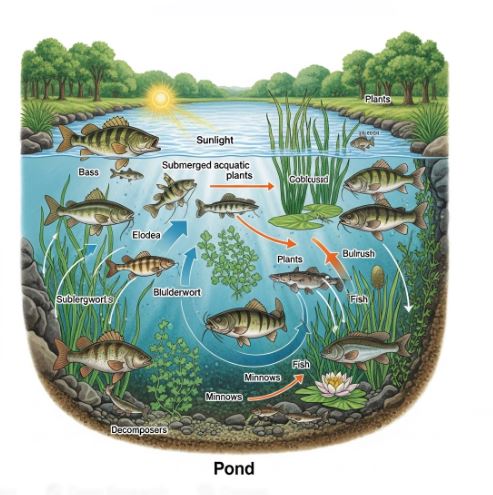 A diagram of a pond ecosystem showing biotic components like fish and plants interacting with abiotic components like sunlight and water.