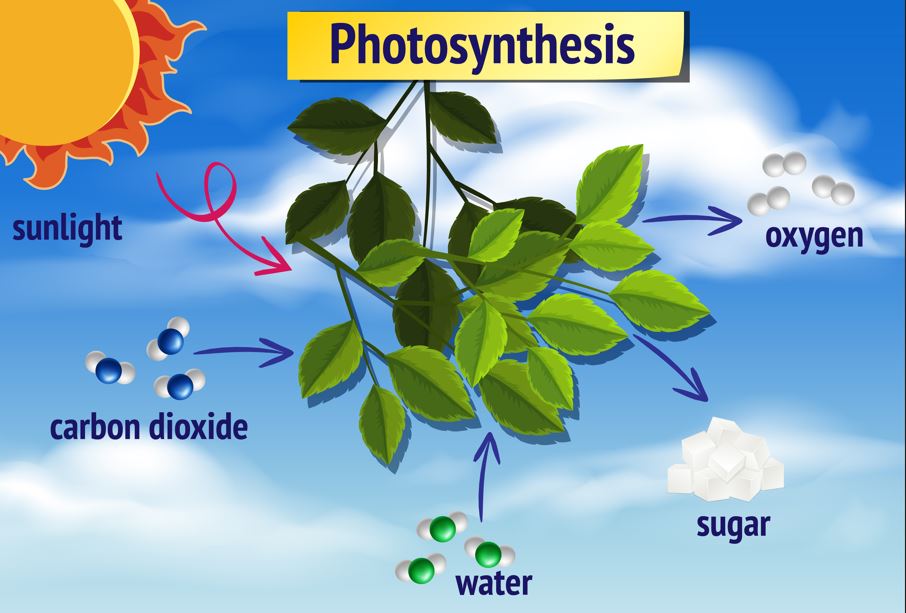 Life Processes class 10 NCERT solutions