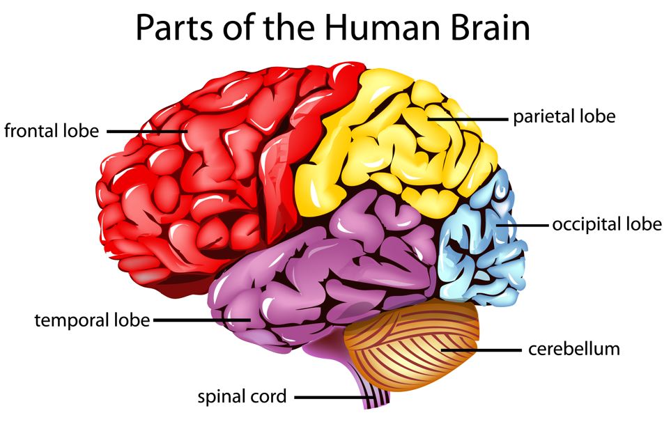Control and Coordination class 10 NCERT solutions
