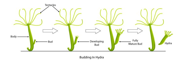 A diagram or photo showing budding in Hydra.