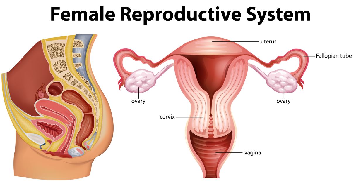 A diagram of the human female reproductive system.