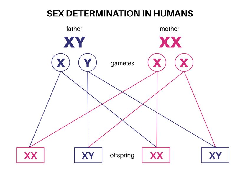 Flowchart showing sex determination in humans with XX and XY crossing to form 50% girls and 50% boys
