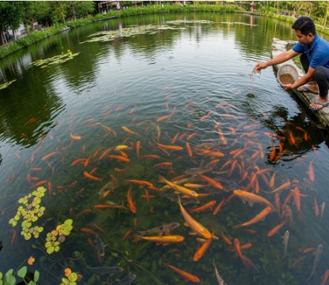 A diagram of a pond illustrating composite fish culture, showing different fish species feeding at various levels: surface feeders, column feeders, and bottom feeders.