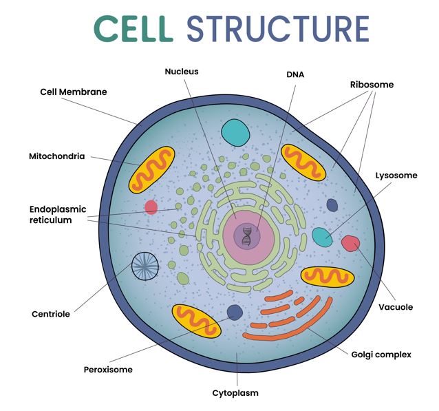 A detailed diagram of a cell nucleus, showing the double-layered nuclear membrane with pores, the nucleolus, and chromatin (DNA) within the nucleoplasm.