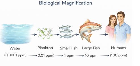 Biological magnification