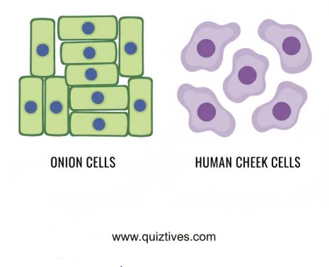 Microscopic view of Onion Peel vs Human Cheek Cells