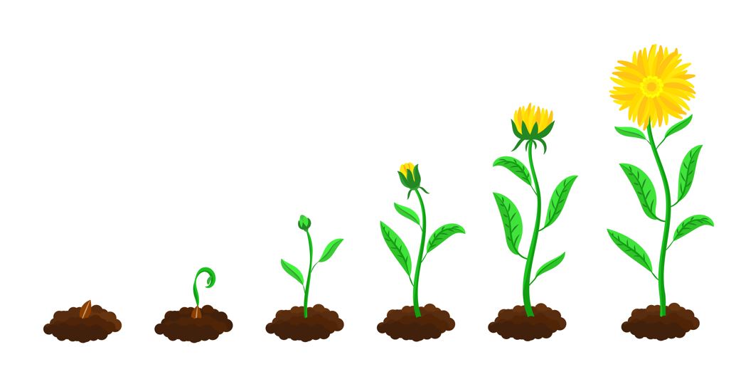 A simple diagram showing the life cycle of a tree from seed to full growth.