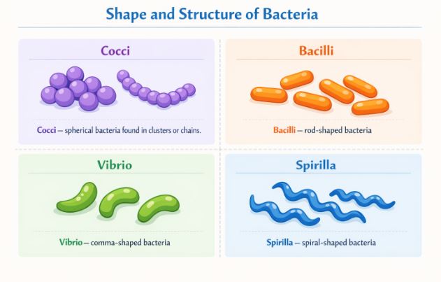 Four main shapes of bacteria: Cocci, Bacilli, Vibrio, and Spirilla
