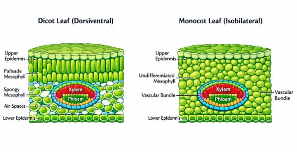 Transverse Section comparing Dorsiventral Dicot Leaf and Isobilateral Monocot Leaf