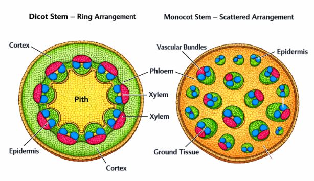 Transverse Section comparing Dicot Stem ring arrangement with Monocot Stem scattered arrangement