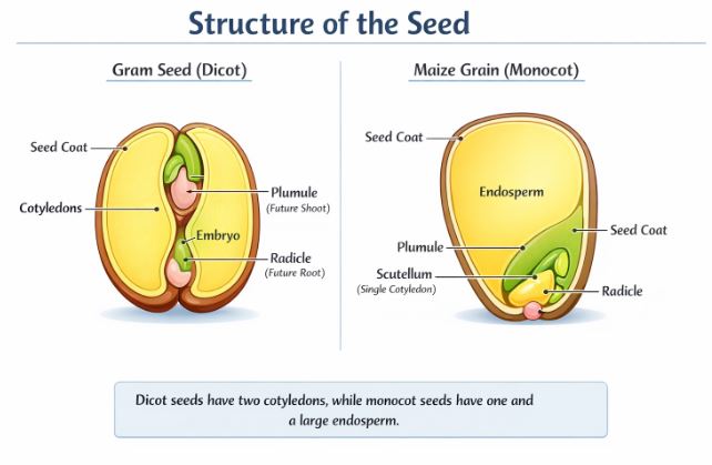 Comparing Gram seed (dicot) and Maize grain (monocot)