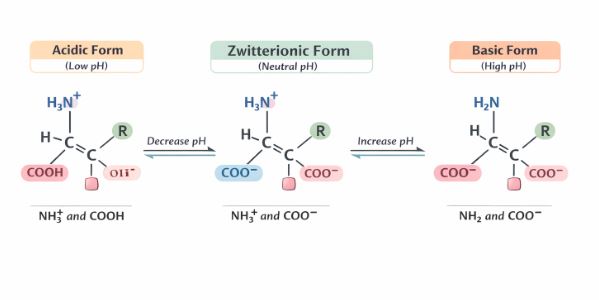 Structure of amino acid and its zwitterionic form based on pH
