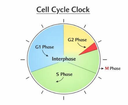 Pie chart diagram showing the phases of the cell cycle G1, S, G2, and M phase