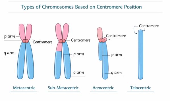 Four types of chromosomes based on centromere position: Metacentric, Sub-metacentric, Acrocentric, Telocentric