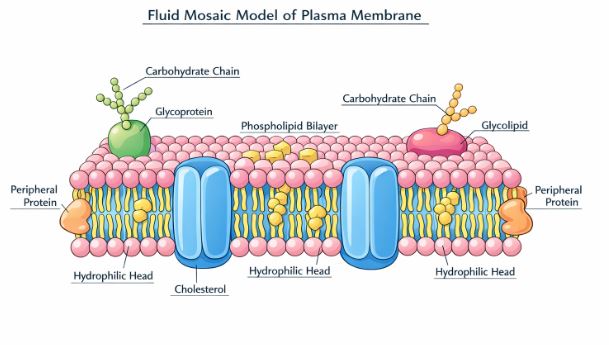 Fluid Mosaic Model of Plasma Membrane showing lipid bilayer and proteins
