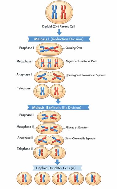 Complete overview of Meiosis resulting in 4 haploid cells