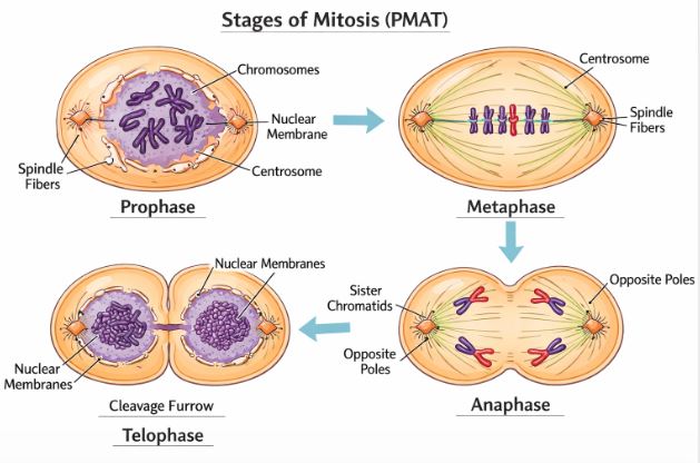 Four stages of Mitosis: Prophase, Metaphase, Anaphase, and Telophase under a microscope view