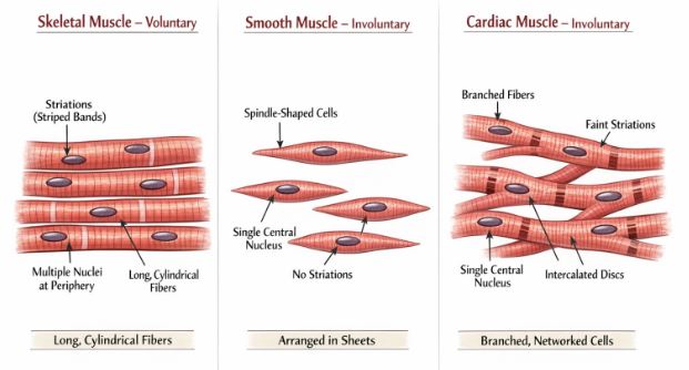 Comparison diagram of Skeletal, Visceral, and Cardiac Muscle tissues