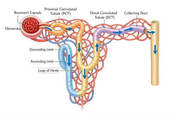 Structure of a human nephron showing Bowman's capsule and tubules