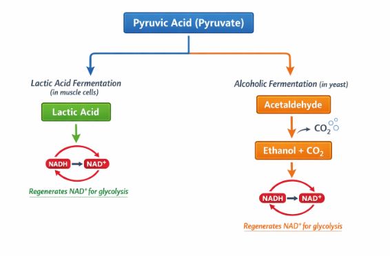 Flowchart showing pyruvic acid converting to either Lactic acid or Ethanol + CO2