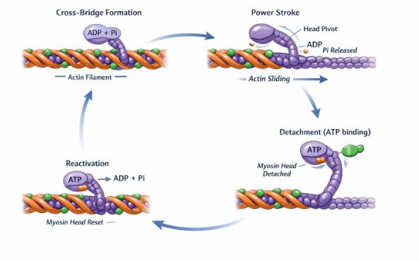 Cycle of cross-bridge formation and sliding of filaments