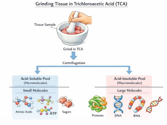 Grinding tissue in trichloroacetic acid to separate biomolecules